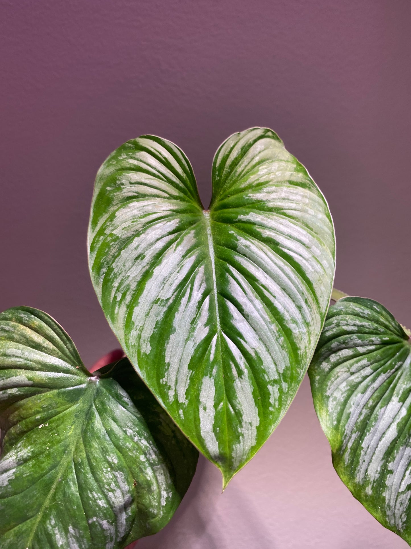 Philodendron mamei