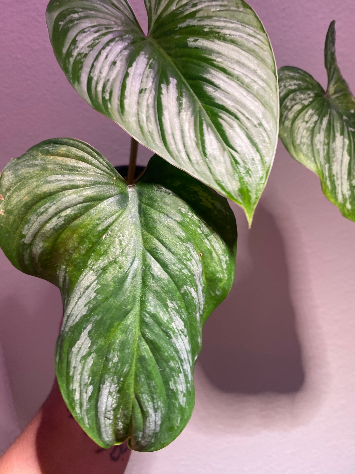 Philodendron mamei