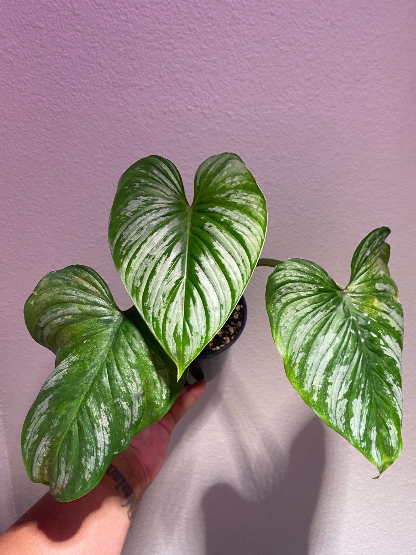 Philodendron mamei